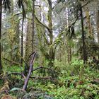 Hoh Rain Forest