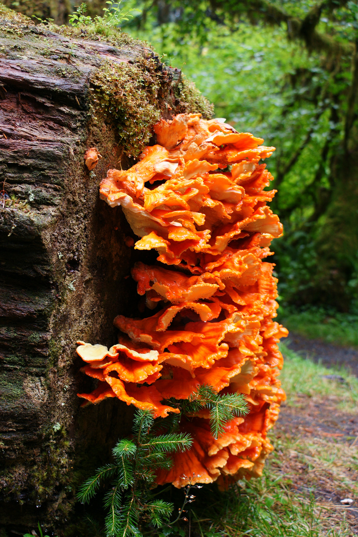 Hoh Rain Forest