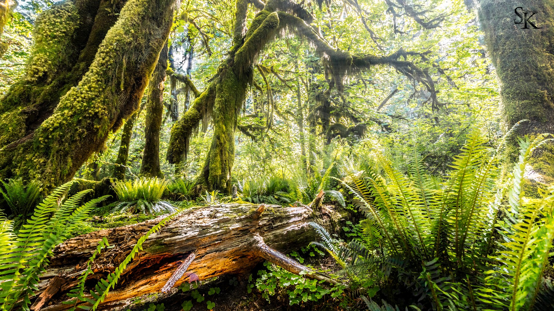 Hoh Rain Forest