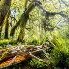 Hoh Rain Forest