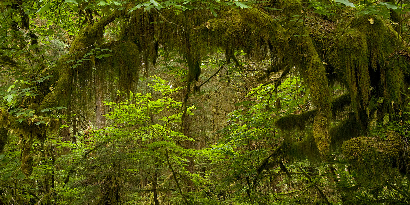 Hoh Rain Forest