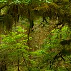 Hoh Rain Forest