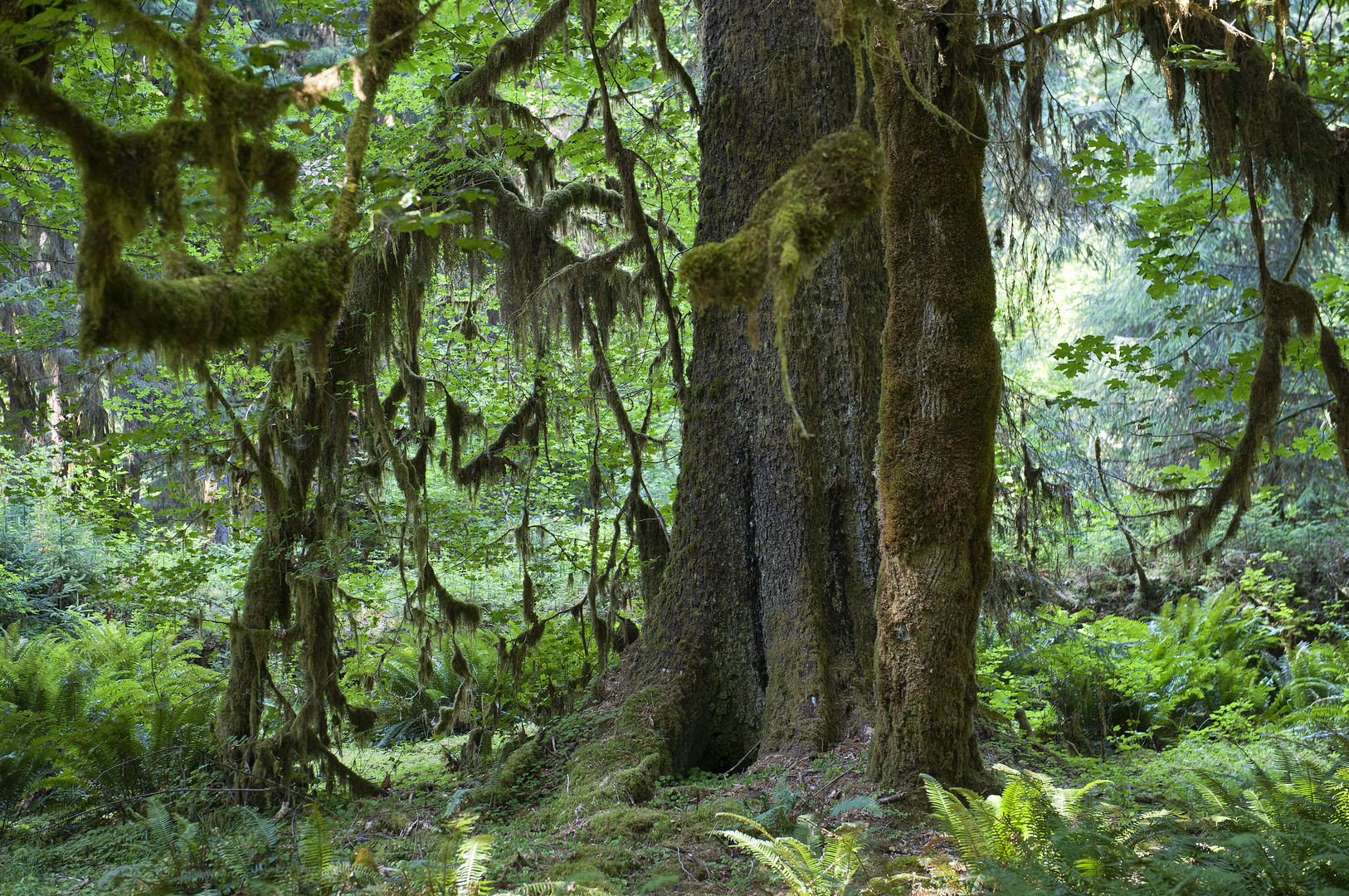 Hoh Rain Forest