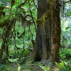 Hoh Rain Forest