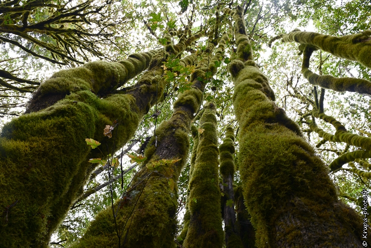 Hoh Rain Forest, USA