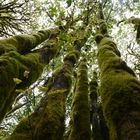 Hoh Rain Forest, USA