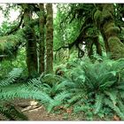 Hoh Rain Forrest