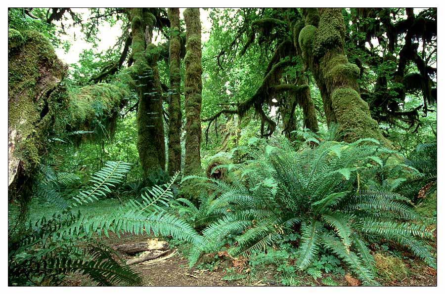 Hoh Rain Forrest