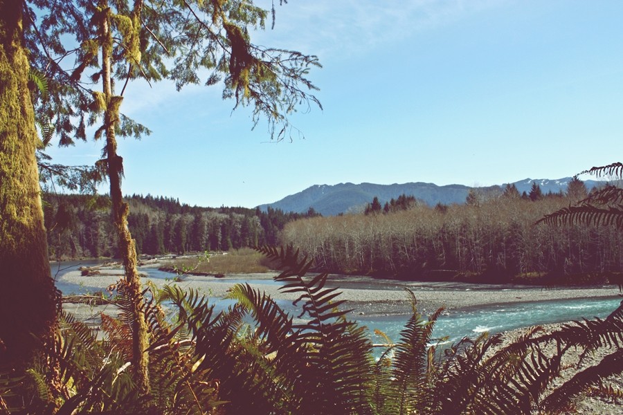 Hoh Rainforest