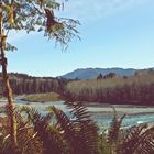 Hoh Rainforest