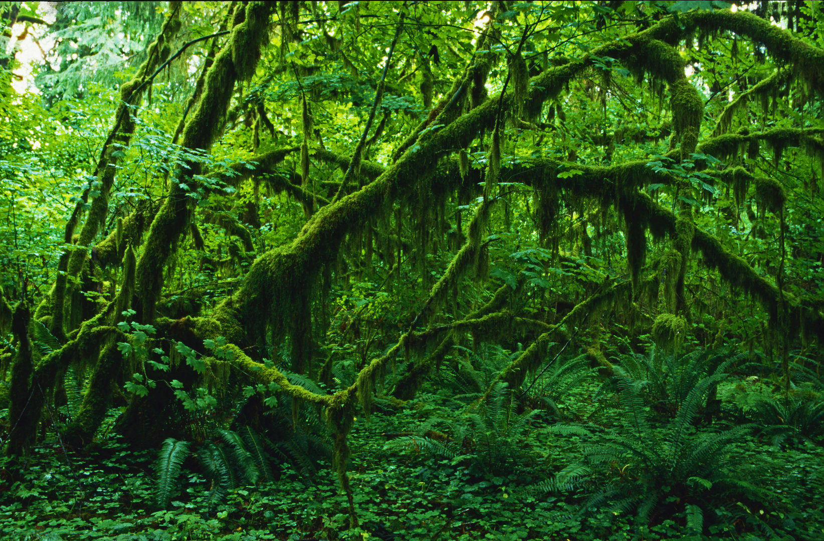 Hoh Rainforest