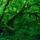 Hoh Rainforest