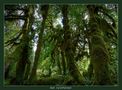 Hoh Rainforest von Hans-Peter aus München