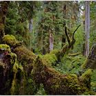 Hoh Rainforest II - Olympic National Park - Washington State