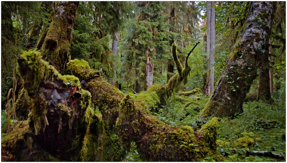Hoh Rainforest II - Olympic National Park - Washington State