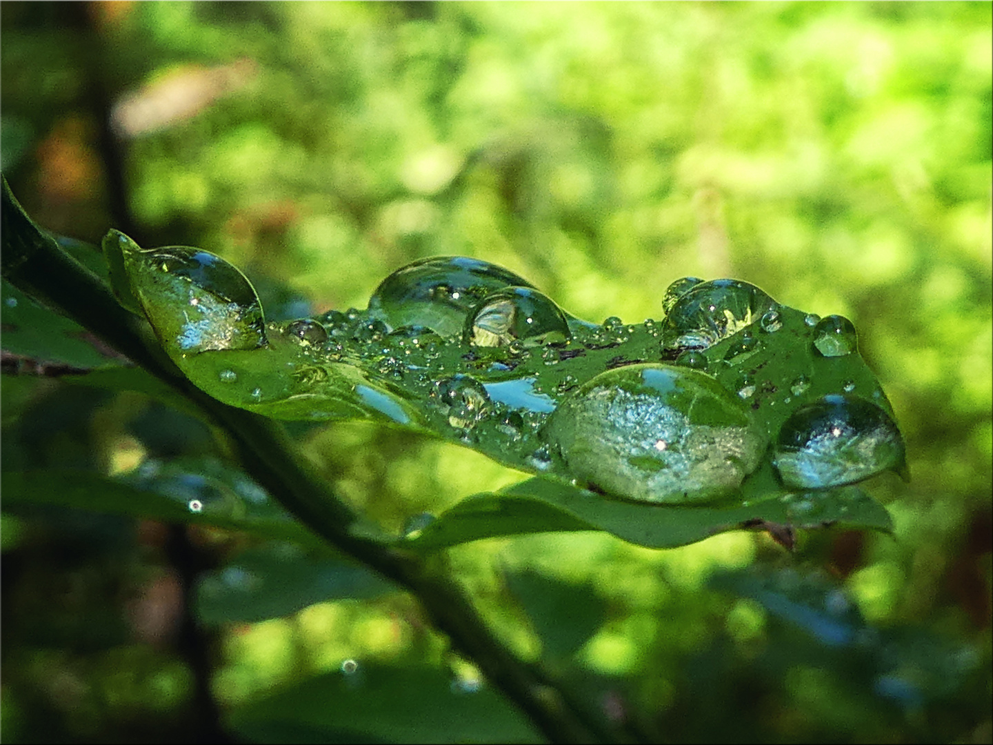 Hoh Rainforest III