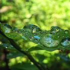 Hoh Rainforest III