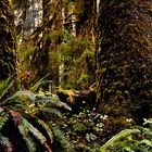 Hoh Rainforest - Olympic National Park - Washington State - USA