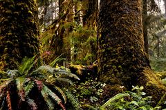 Hoh Rainforest - Olympic National Park - Washington State - USA