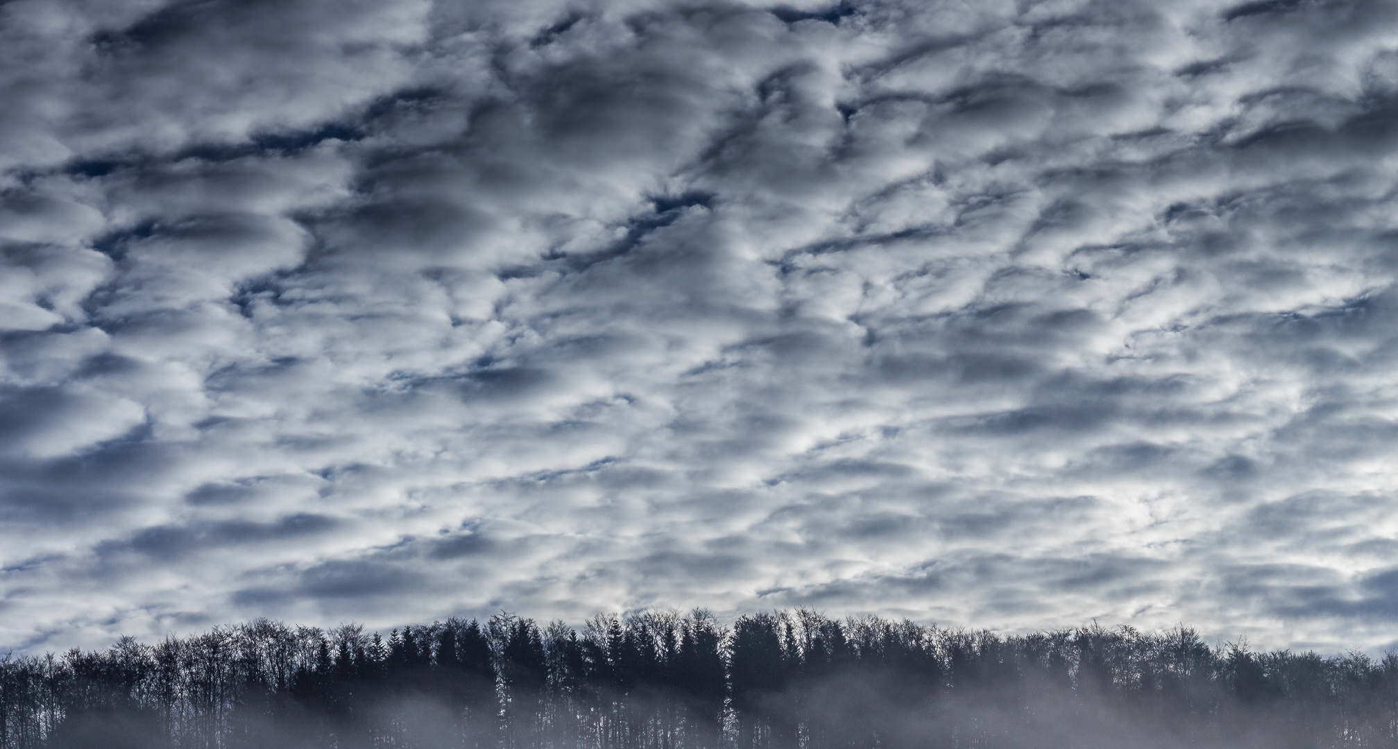 Hohberg im Morgennebel