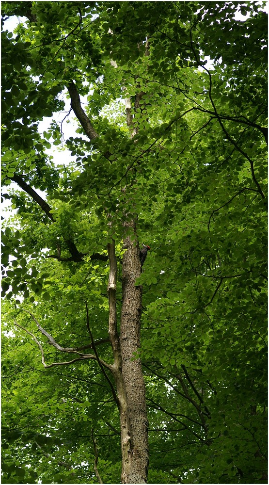 Hohe Bäume