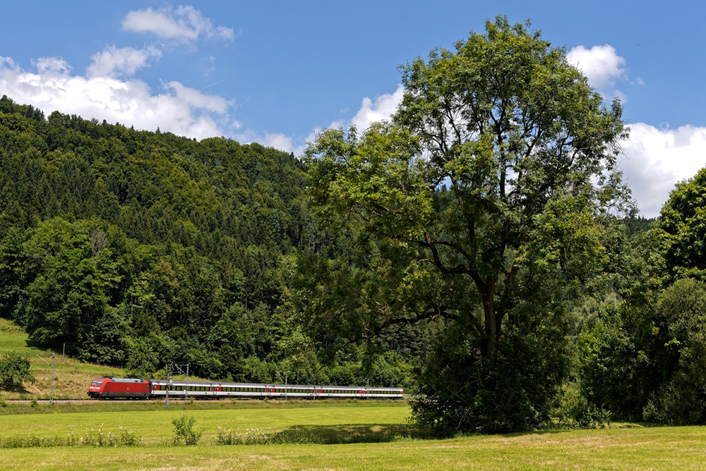 Hohe Bäume