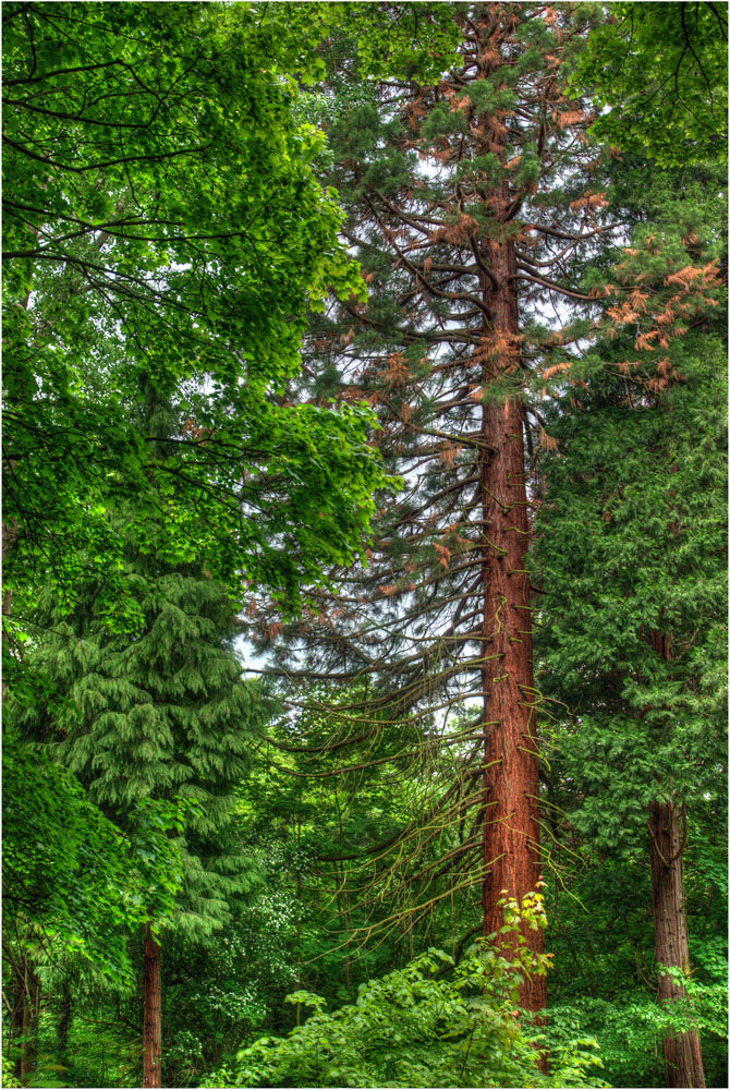 Hohe Bäume am Heiligenberg in Jugenheim