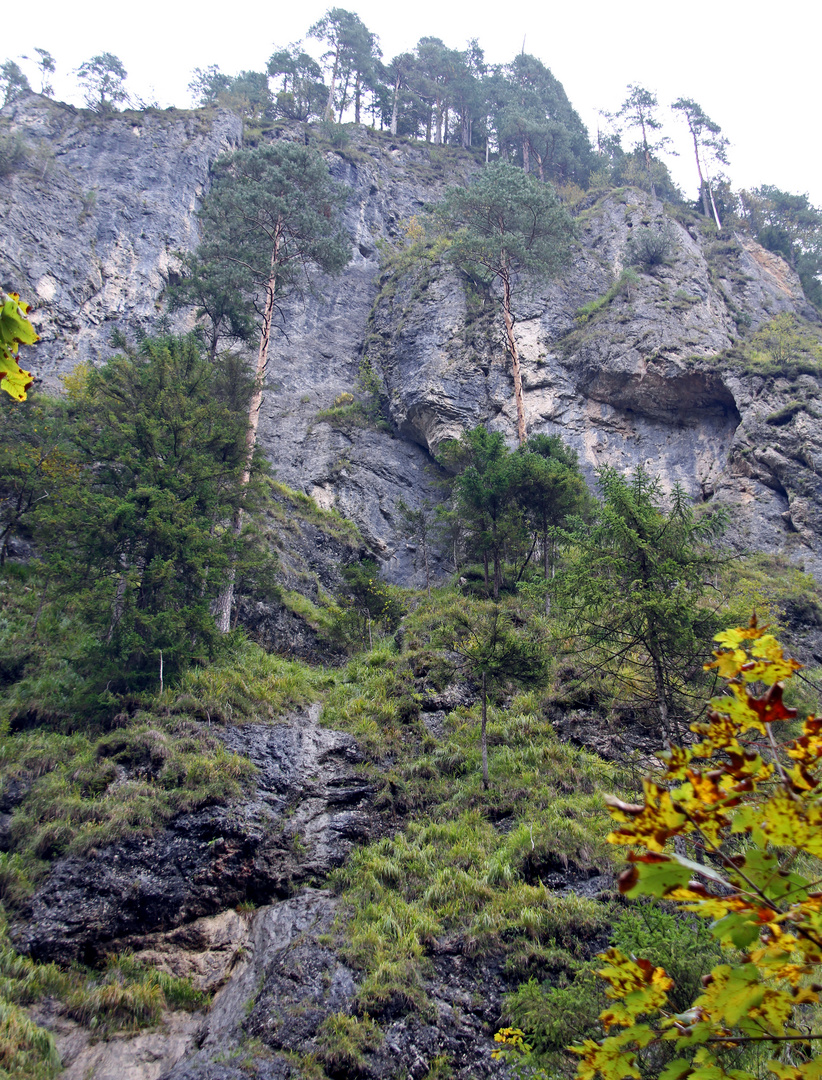 Hohe Bäume auf den Bergen in der Almbachklamm im Berchtesgadener Land