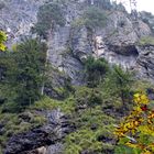 Hohe Bäume auf den Bergen in der Almbachklamm im Berchtesgadener Land