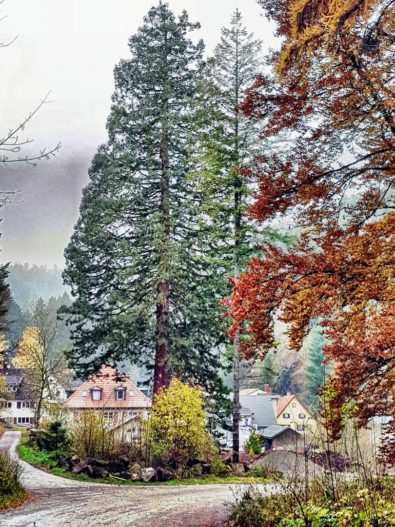 Hohe Bäume beim Gut Lauterbad 