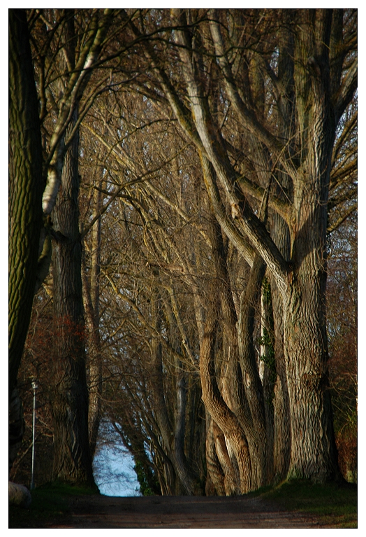 Hohe Düne Ahrenshoop