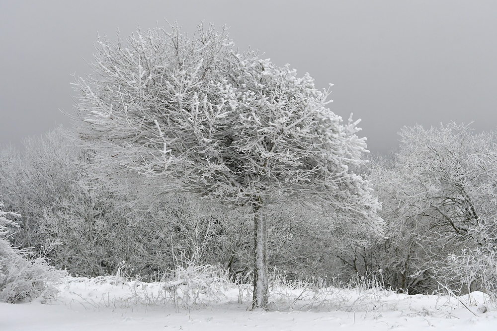 Hohe Geba: Der eisschräge Baum