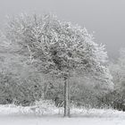 Hohe Geba: Der eisschräge Baum