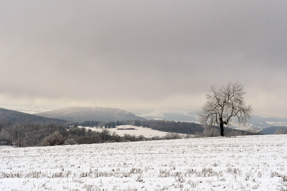 Hohe Geba: Ein Baum schaut in die Ferne