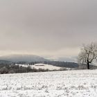 Hohe Geba: Ein Baum schaut in die Ferne