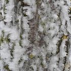 Hohe Geba: Wenn der Raureif die Windrichtung anzeigt