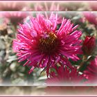 hohe Herbstaster pink