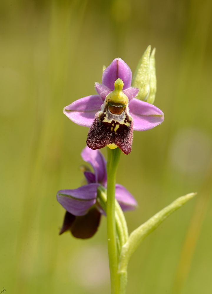 Hohe Hummel-Ragwurz