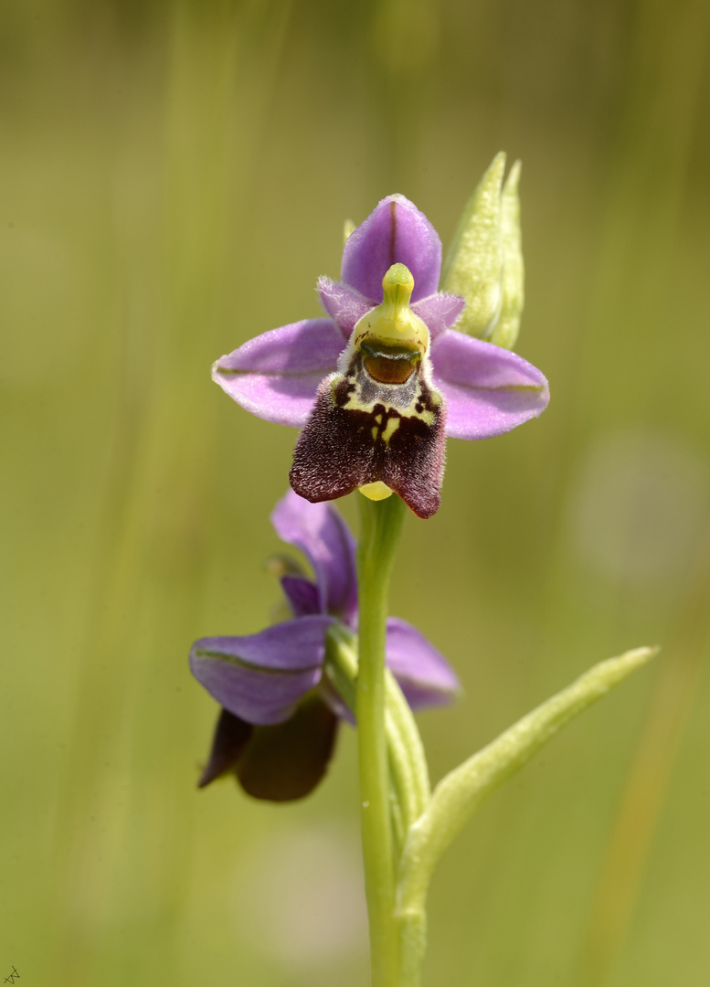 Hohe Hummel-Ragwurz