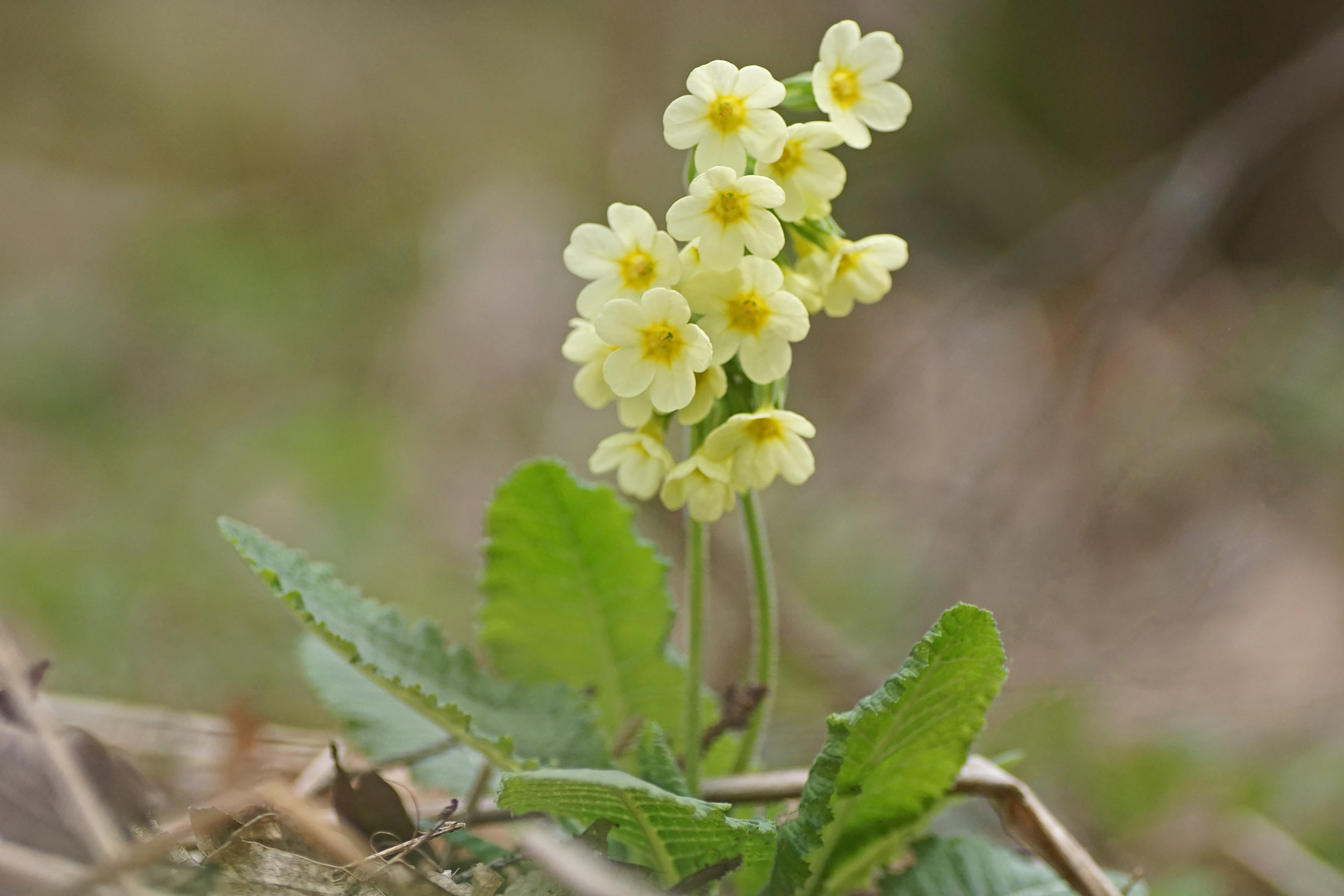 Hohe Primel (Primula elatior)