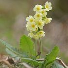 Hohe Primel (Primula elatior)