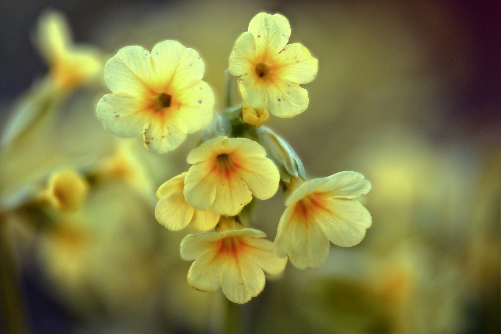 Hohe Schlüsselblume (1) ...