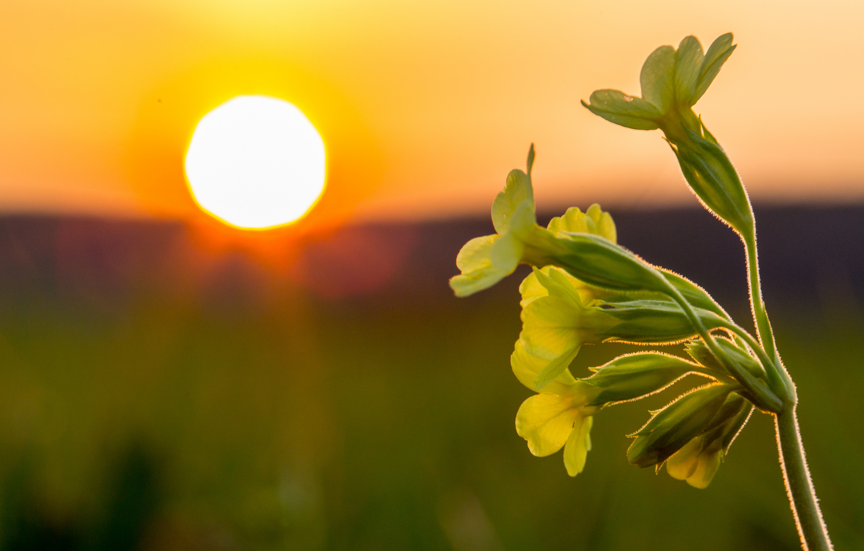 Hohe Schlüsselblume (2) - bevor die Sonne untergeht