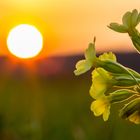 Hohe Schlüsselblume (2) - bevor die Sonne untergeht