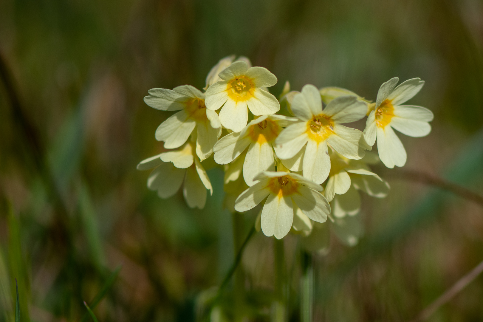 Hohe Schlüsselblume