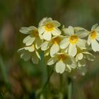 Hohe Schlüsselblume