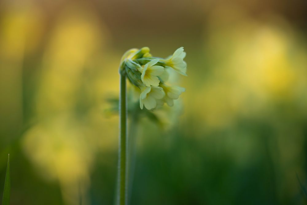 Hohe Schlüsselblume