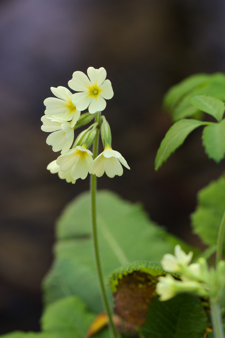 Hohe Schlüsselblume