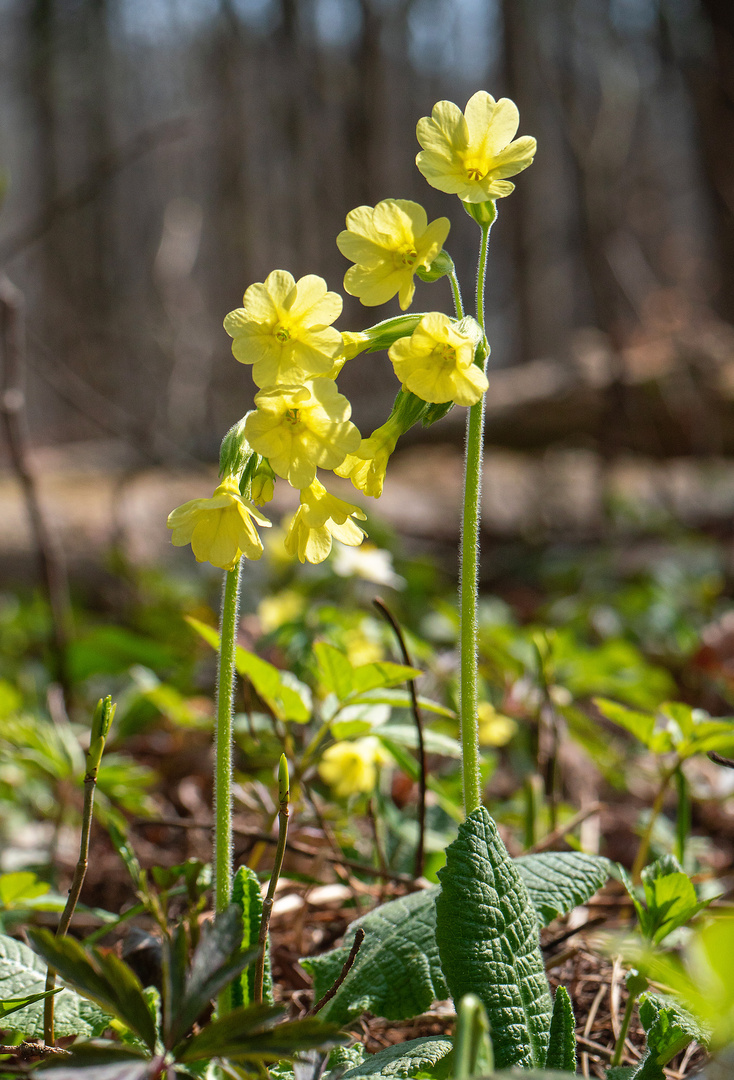 Hohe Schlüsselblume