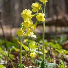 Hohe Schlüsselblume